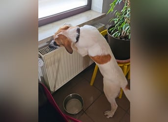 Bart - Es gibt so viele Sachen zu tun,...