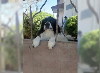 Lutz, ein aktiver, liebevoller Familienhund
