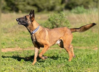Starky (Spanien) - wunderschöner Malinois sucht aktive Menschen
