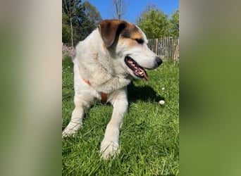 Sharky - Großer gemütlicher Bär sucht Familie zum Liebhaben (47839 Krefeld)