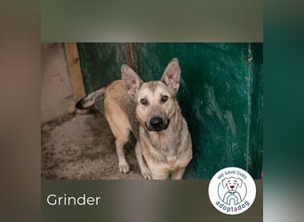 Grinder: Verspielter Junghund