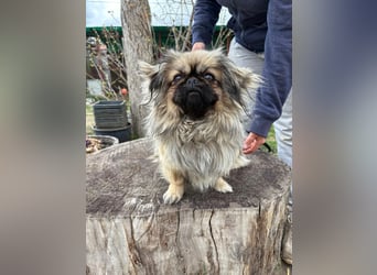 Elodie - die herzige sucht ein Zuhause!