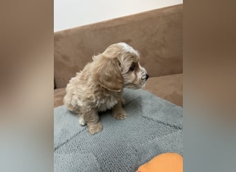 Maltipoo - Welpen - Rüden und Hündin