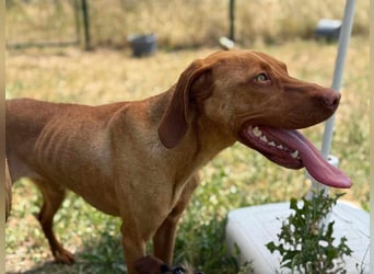 Daisy, geboren 01.12.2023, 58cm sucht ihre Menschen