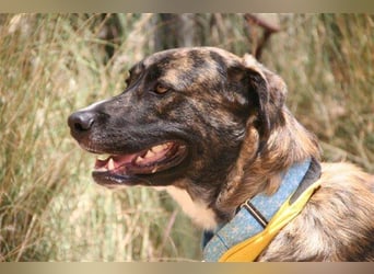 Loki (Spanien) - würde sehr gerne aufs Land ziehen