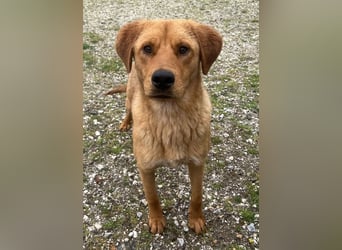 Valor, geb. ca. 05/2024, lebt in GRIECHENLAND, auf einem Gelände, auf dem die Hunde notdürftig verso