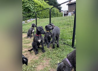 Deerhoundwelpen suchen ein liebevolles Für-Immer-Zuhause