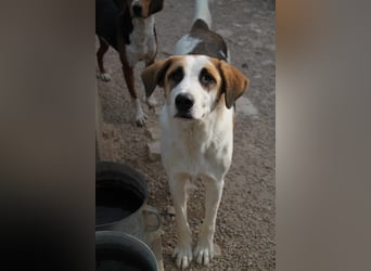 Ariela freundliche Tornjak Mischling Hündin Herdenschutzhund sucht Zuhause oder Pflegestelle