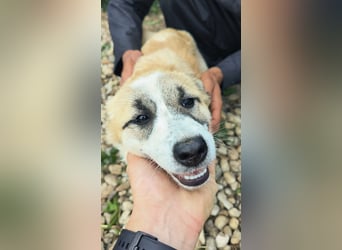LEILA sucht eine Familie