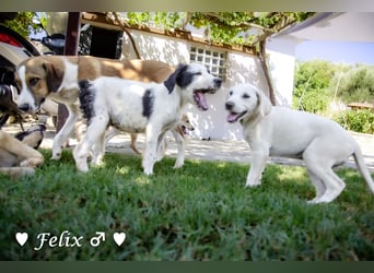 Felix und Freddie suchen absofort ein Zuhause