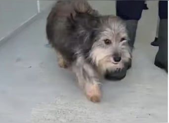 Beard - freundlicher, lieber, katzenverträglicher Rauhaardackel-Mix Rüde / z.Zt. noch in Rumänien