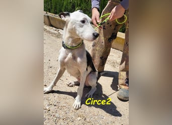 Circe2 06/2022 (ESP) - verschmuste und soziale, wunderschöne Podenco-Bodeguero Mix Hündin!