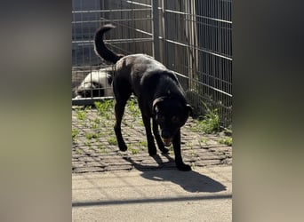 Oldstine möchte ankommen - aktiv, freundlich, sensibel