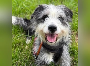 Sonnenschein Greta sucht aktives Zuhause