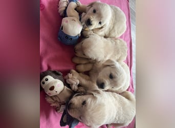 Golden Retriever Welpen abzugeben