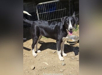 Hübscher Elvis sucht Zuhause für immer!