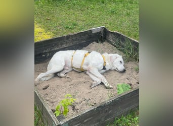 Francesco - Wo sind die Freunde von großen, gemütlichen Hunden