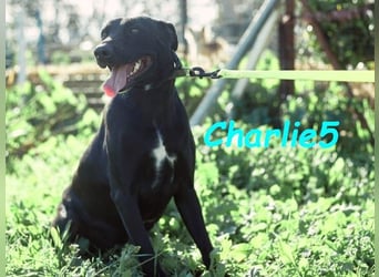 Charlie5 10/2021 (ESP) - verspielter und neugieriger Podenco-Mix hat Lebensfreude im Gepäck!