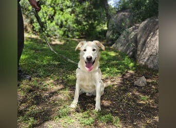 Victory: toller Familienhund