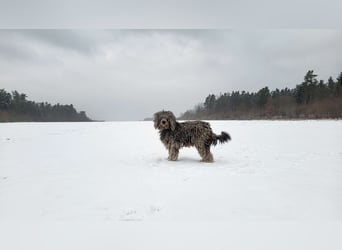 Doodle Bergamasker Barbet Mix Bergamasco Franz. Wasserhund Bergadoodle für Allergiker nicht haarend