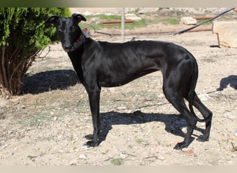 GUILIA-zarte Galga mit großer Seele sucht Geborgenheit in einem liebevollen Zuhause