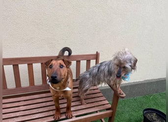 Ernie, verspielter und sehr lieber Irish Terrier-Mix, geb. 08/2024