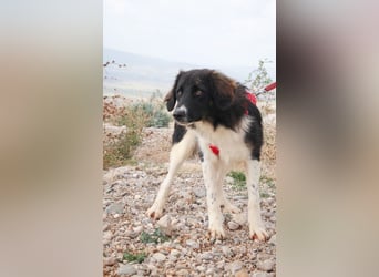 Bob - Charmanter Herdi-Mix will sich endlich binden! (47839 Krefeld)