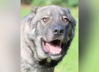 Margherito - freundlicher Hund sucht Einzelplatz
