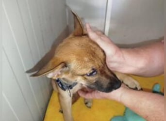 Welpe Coby: Sucht erfahrene Hundebesitzer