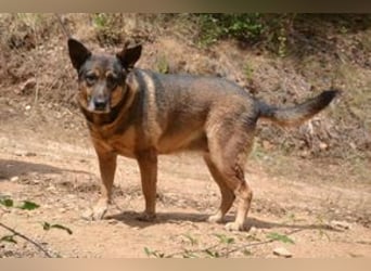 Joy, eine von vier Hunden, die dringend ein neues Zuhause benötigen