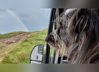 Balou wartet auf sein Für-Immer-Zuhause