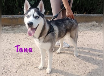 Tana geb. 11/2024 (ESP) - neugierige und sportliche, wunderschöne Husky Junghündin!