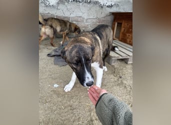 AMELIE, Hündin, 1 Jahr, 54 cm, Mischling, Tierschutz