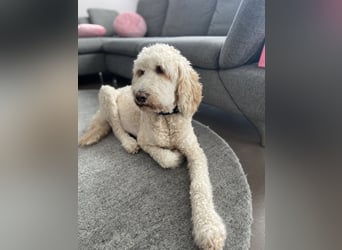 Goldendoodle F1bb Welpen -Liebevoll aufgezogen!