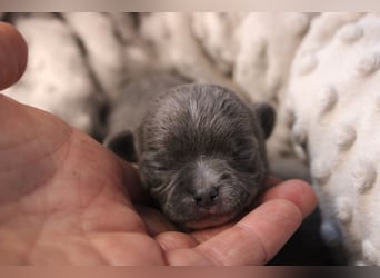 Chihuahua Welpe Blue mit weißen Zeichen kurzhaar