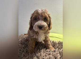 Cockapoo. F1 American Wurfankündigung Juli 2025