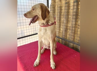 ❤️ wunderschöner Schmusebär PABLO - 2 Jahre, 50cm/20kg - Vizsla-Mix ❤️