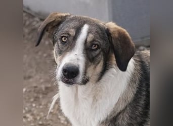 Dios, geb. ca. 05/2022, lebt in GRIECHENLAND, im städt. Tierheim Serres