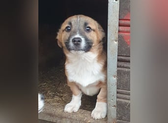 ♥LUI♥ herzallerliebster, knuffiger Welpe 24 cm (bleibt kleiner)