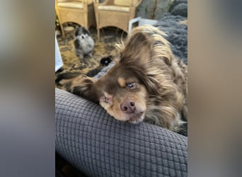 Winnie, Gnadenplatz gesucht, PS in 31633 Leese