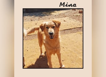 Katzenverträgliche + liebe  Golden Retriever Mix Junghündin MINA wartet inFriesenhagen auf DICH!