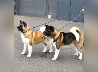 Amerikanische Akita