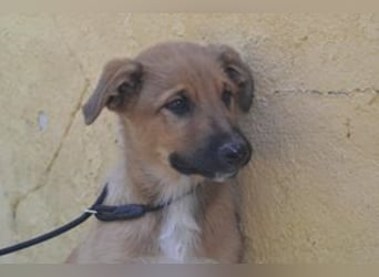 Brauni, ein verspieltes Hundekind auf der Suche nach einem Zuhause fürs Leben