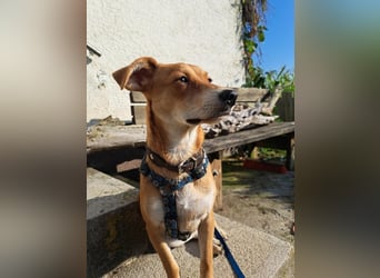 Walburga, !!! SOS !!!!  PS Oberkochen liebevolle, kleine Hündin sucht Ihr Körbchen