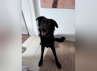 Hofhund Herdenschutzhund