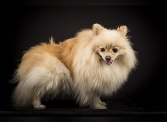 Liebevolle Zwergspitz Pomeranian Zucht