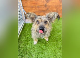 Twiga - kastrierte Yorkshire - Terrier - Rauhaardackel - Mischlingshündin GNADENBROT