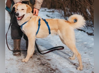 Labrador-Mix Mozart sucht Familie