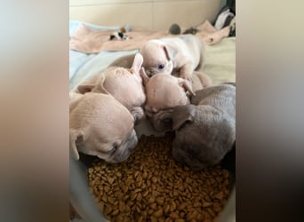 Sportliche Gesunde Französische Bulldoggen aus seriöser Familienzucht!