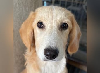 Gipsy, geb. ca. 04/2025, lebt in GRIECHENLAND, im städt. Tierheim Serres